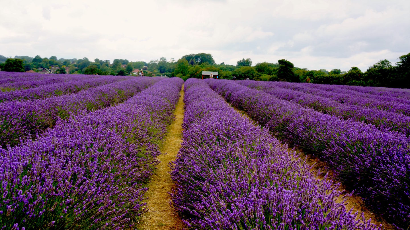 Mayfield Lavender Farm