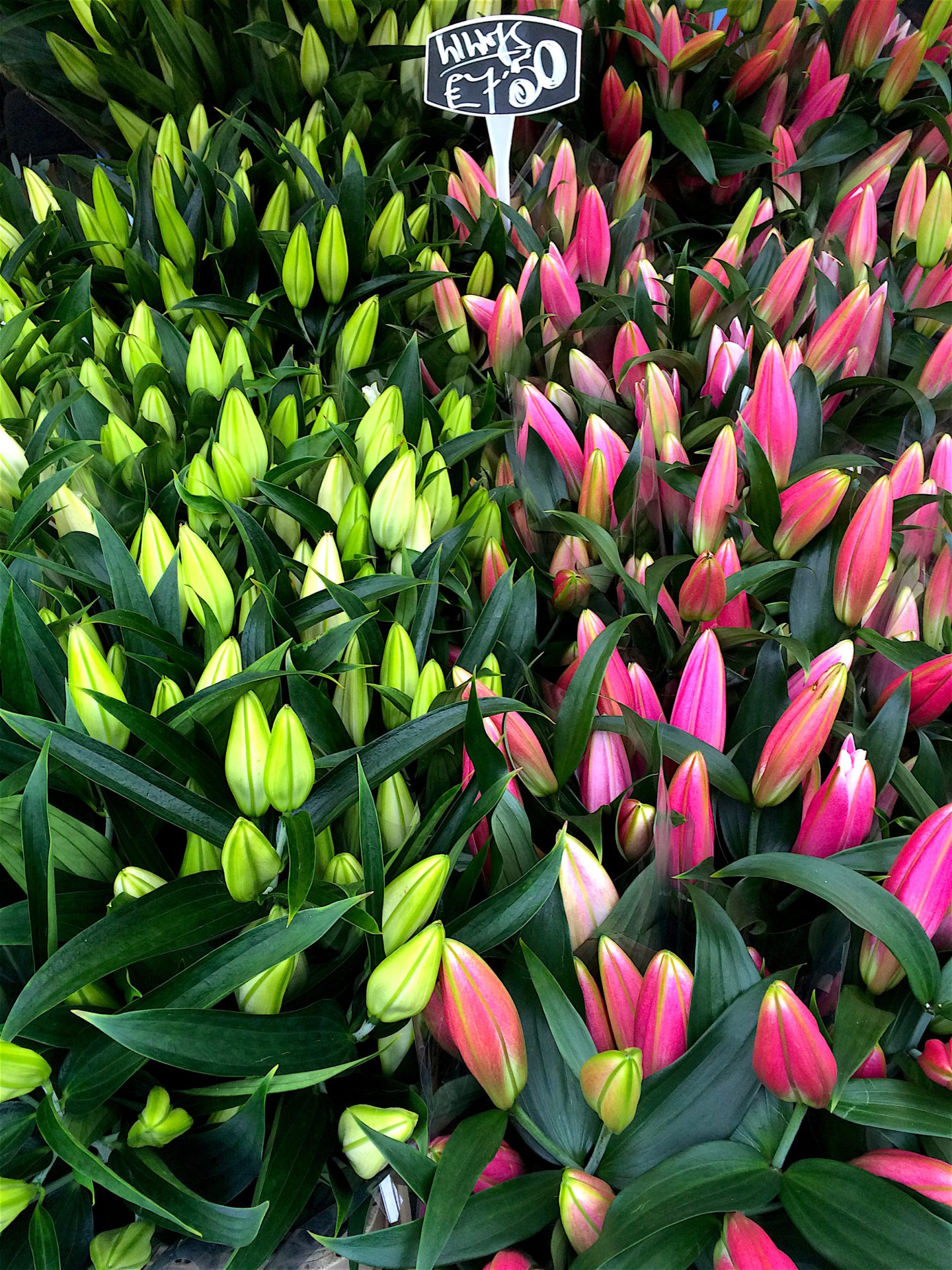 Columbia Road Flower Market