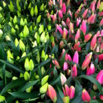 Columbia Road Flower Market