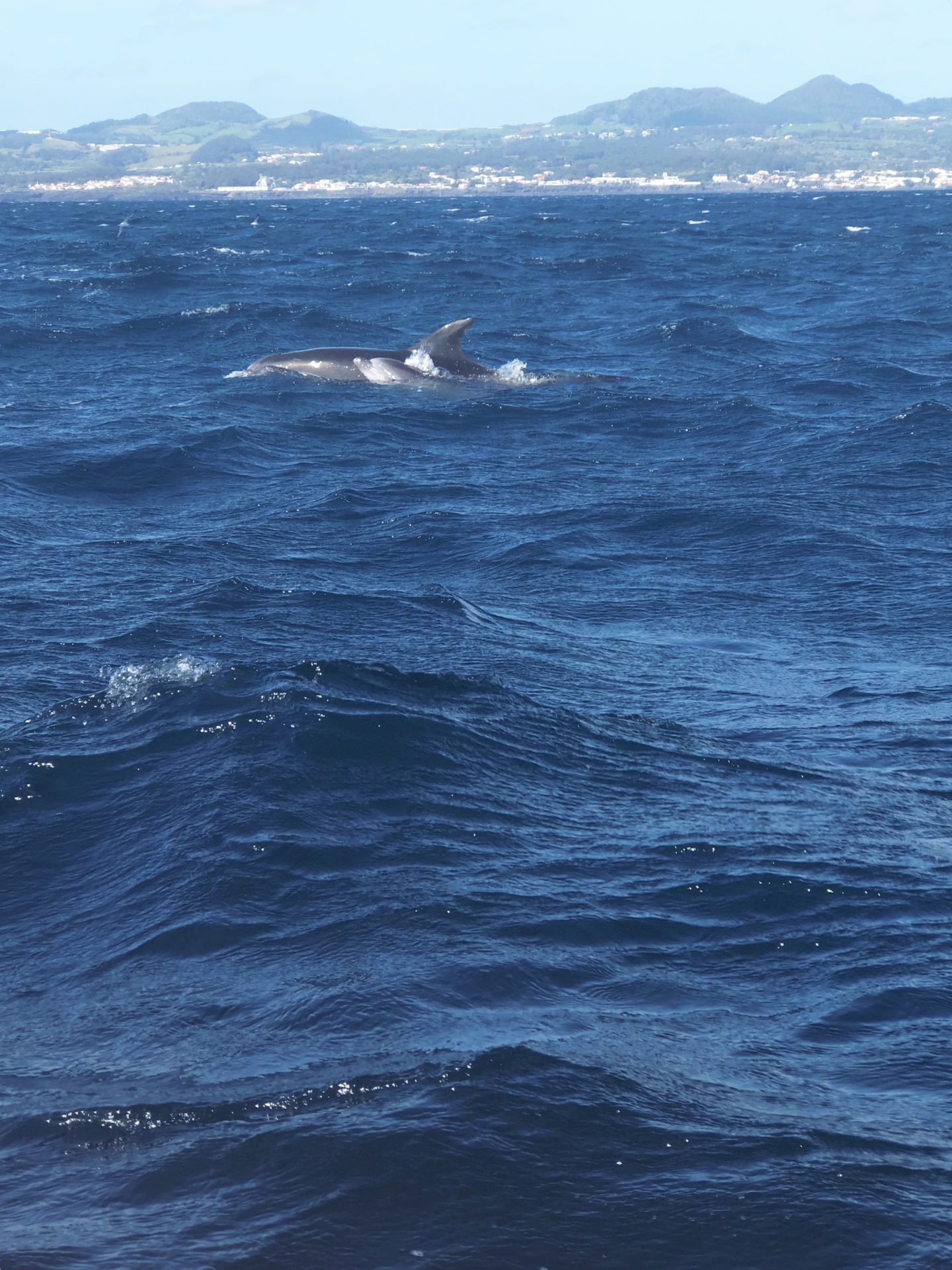 Whale and Dolphin Watching Tour in Azores, Portugal