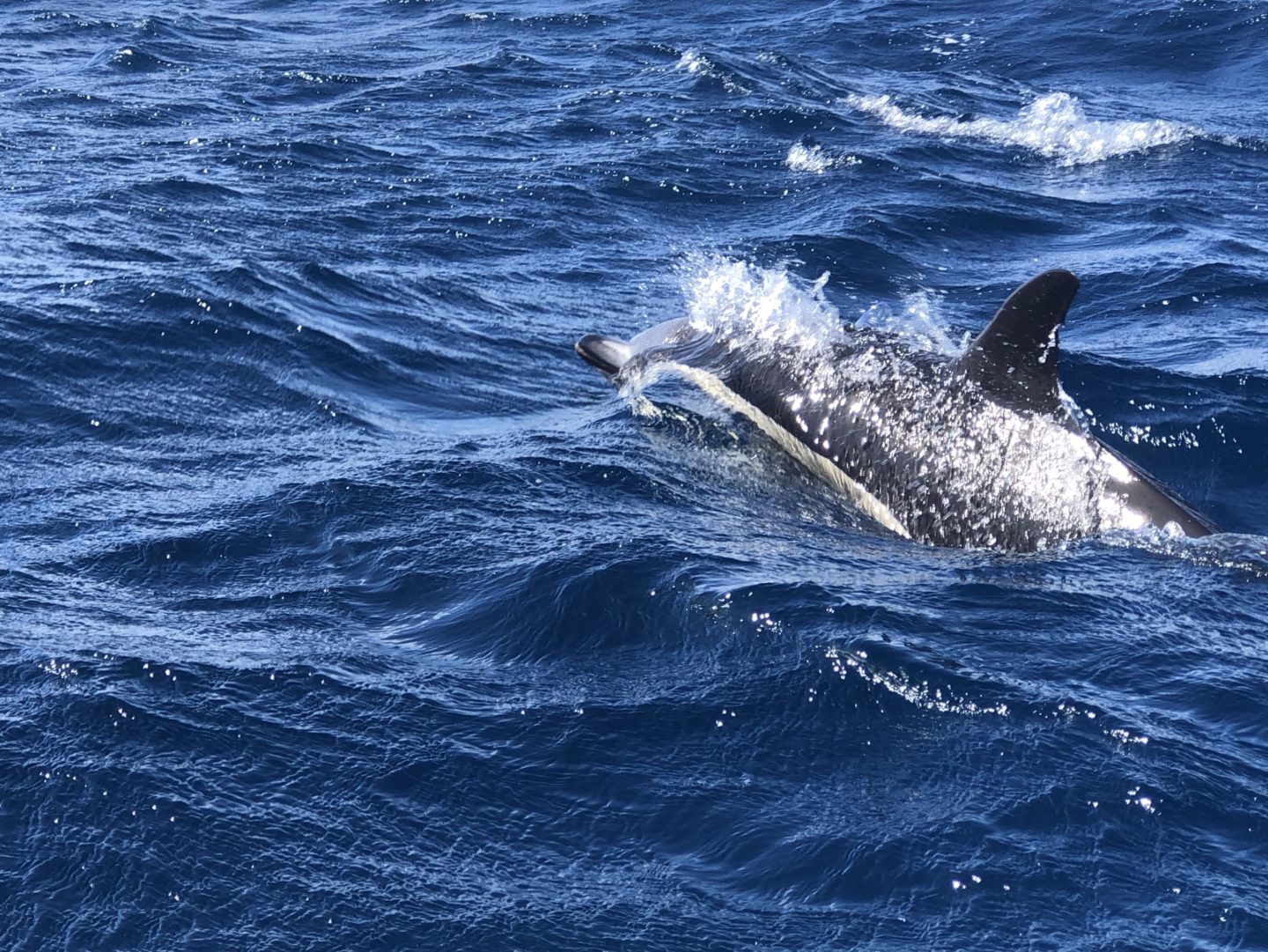 Whale and Dolphin Watching Tour in Azores, Portugal