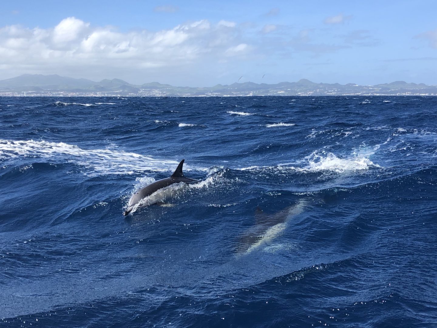 Whale and Dolphin Watching Tour in Azores, Portugal