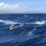 Whale and Dolphin Watching Tour in Azores, Portugal