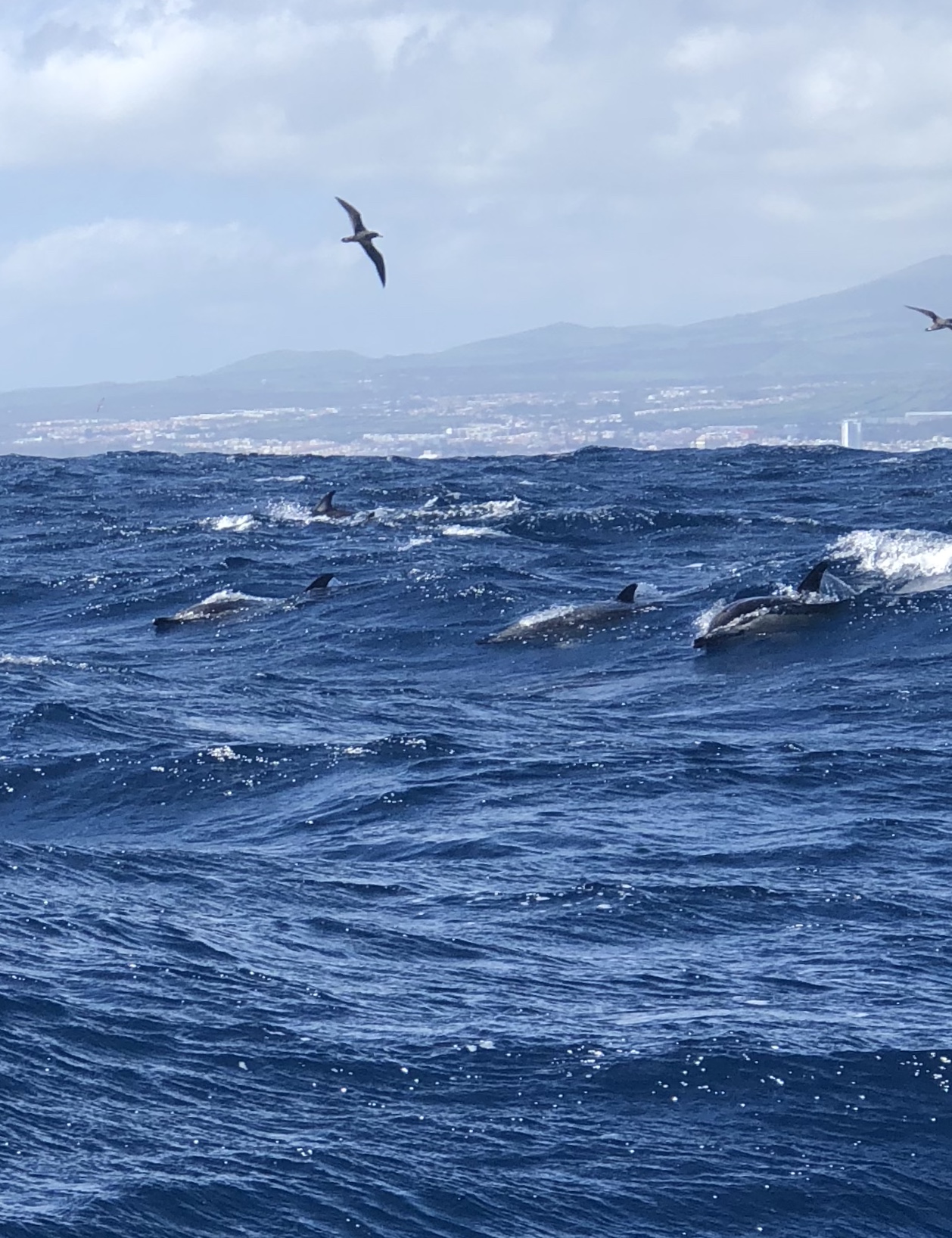 azores dolphin tours