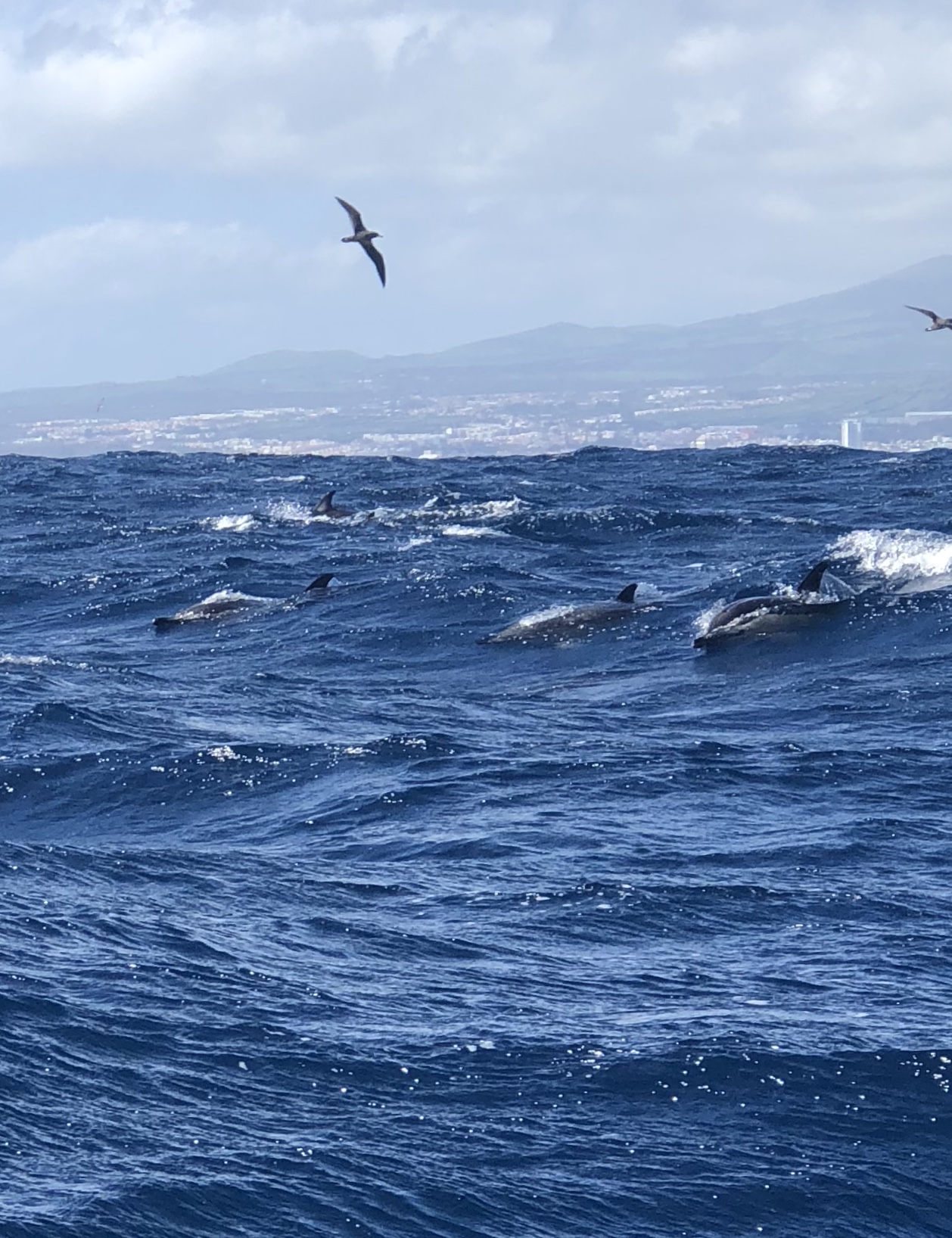 Whale and Dolphin Watching Tour in Azores, Portugal