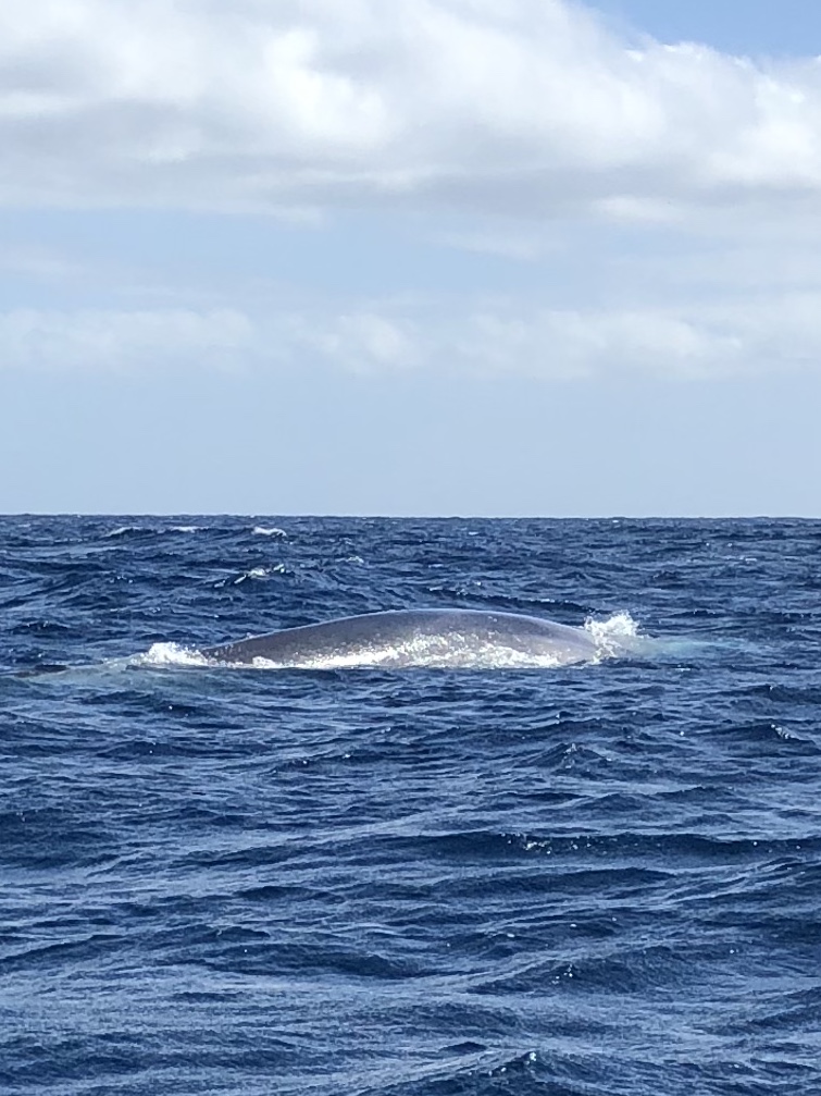 Whale and Dolphin Watching Tour in Azores, Portugal