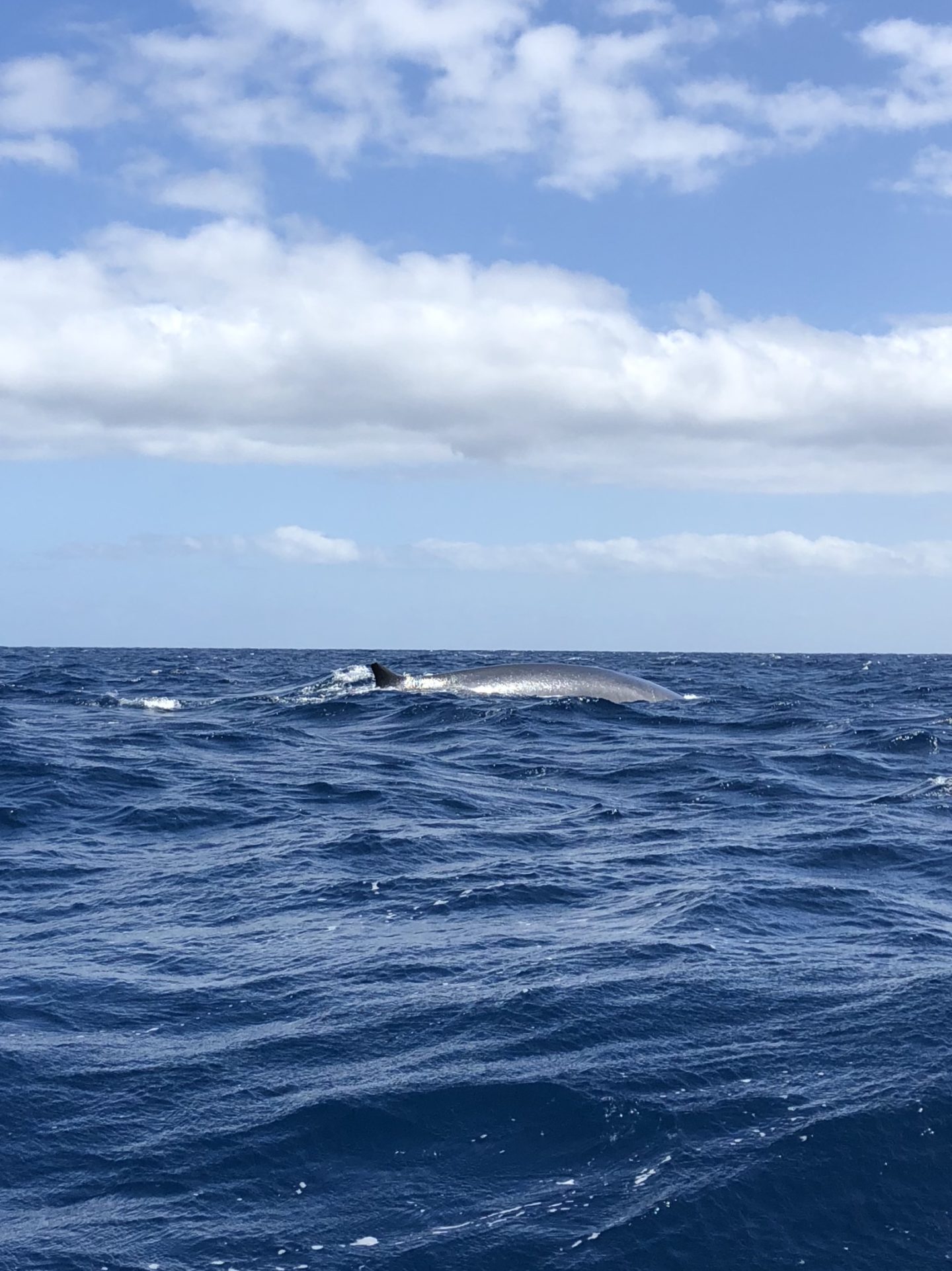 Whale and Dolphin Watching Tour in Azores, Portugal