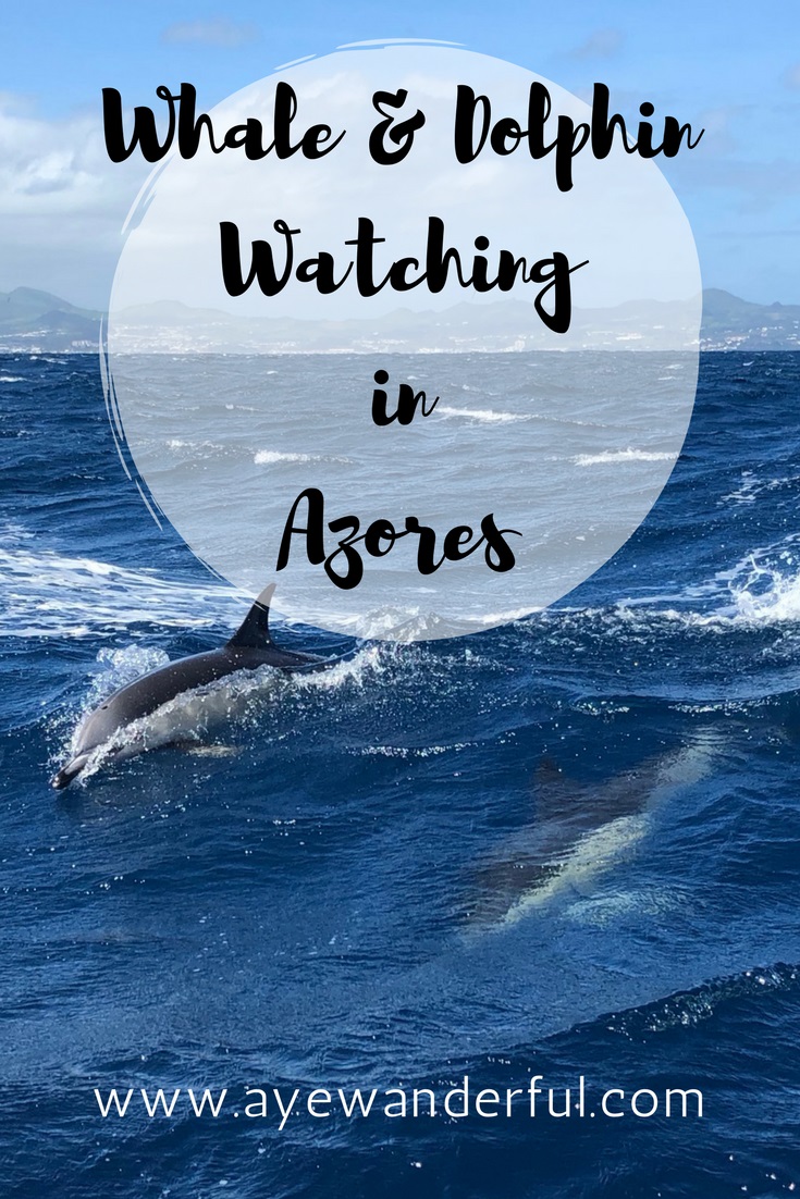 Whale Dolphin Watching Tour Azores Pin