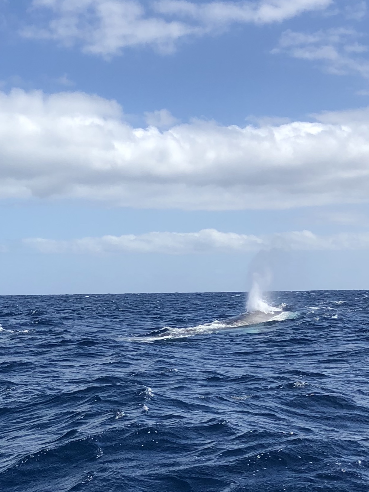 Whale and Dolphin Watching Tour in Azores, Portugal