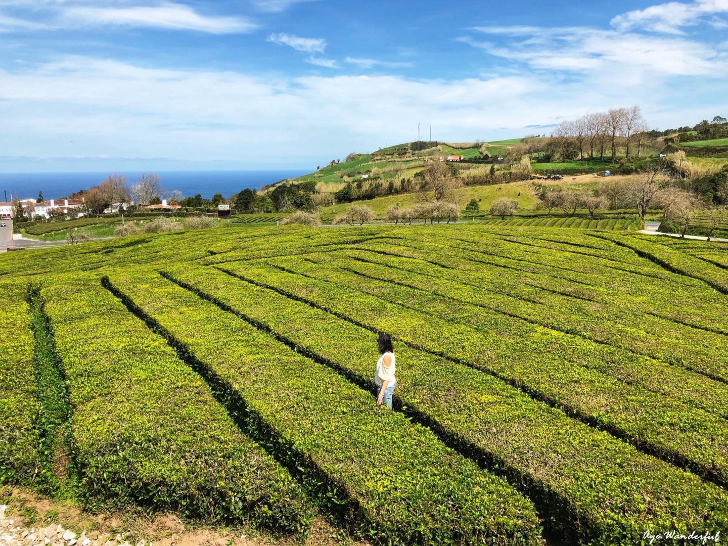 Gorreana Tea Plantation | São Miguel | Azores Travel Guide Sao Miguel itinerary | 5 days in Azores | 1 week in Azores 