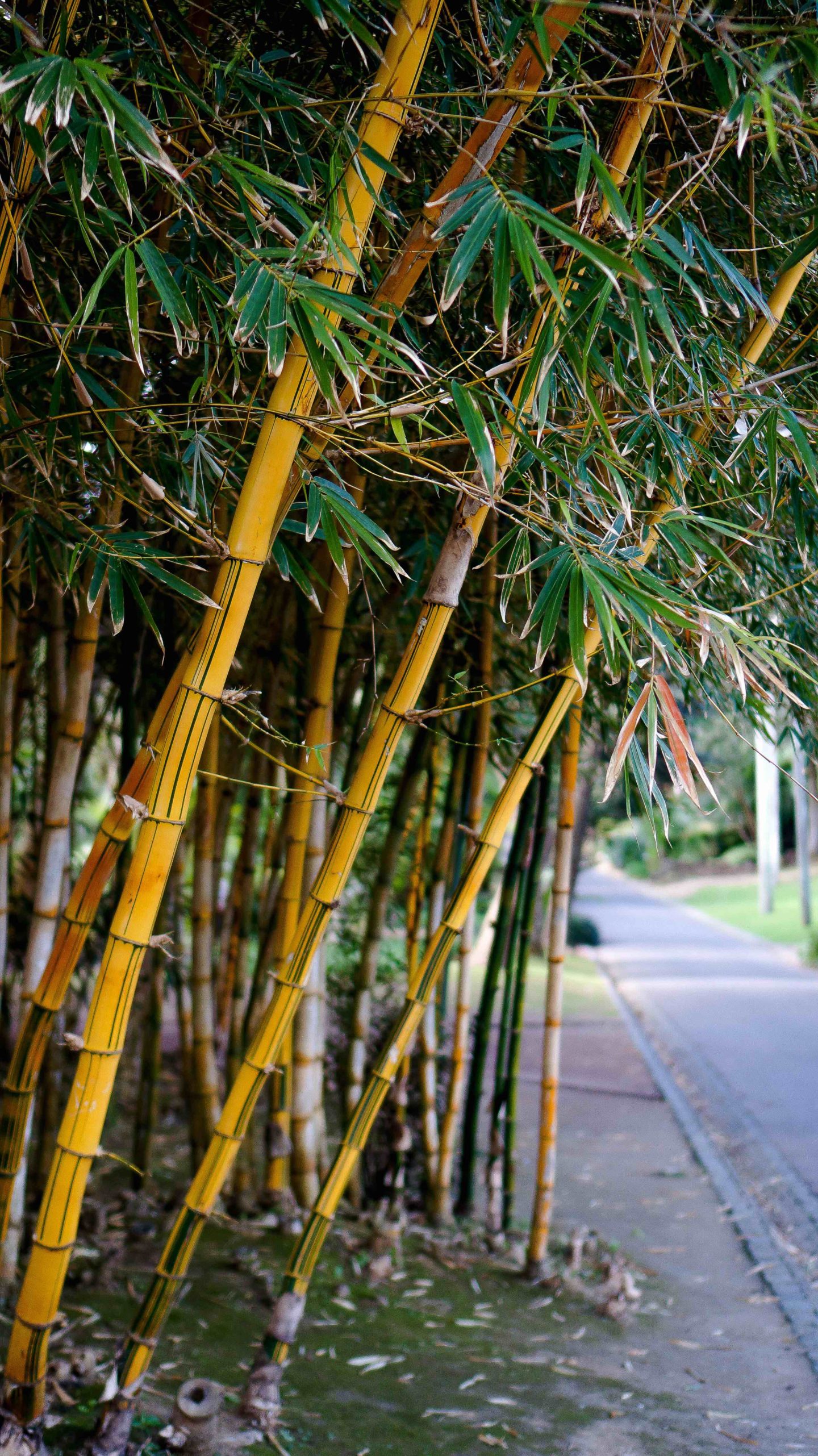 Ponta Delgada Travel Guide Botanical gardens