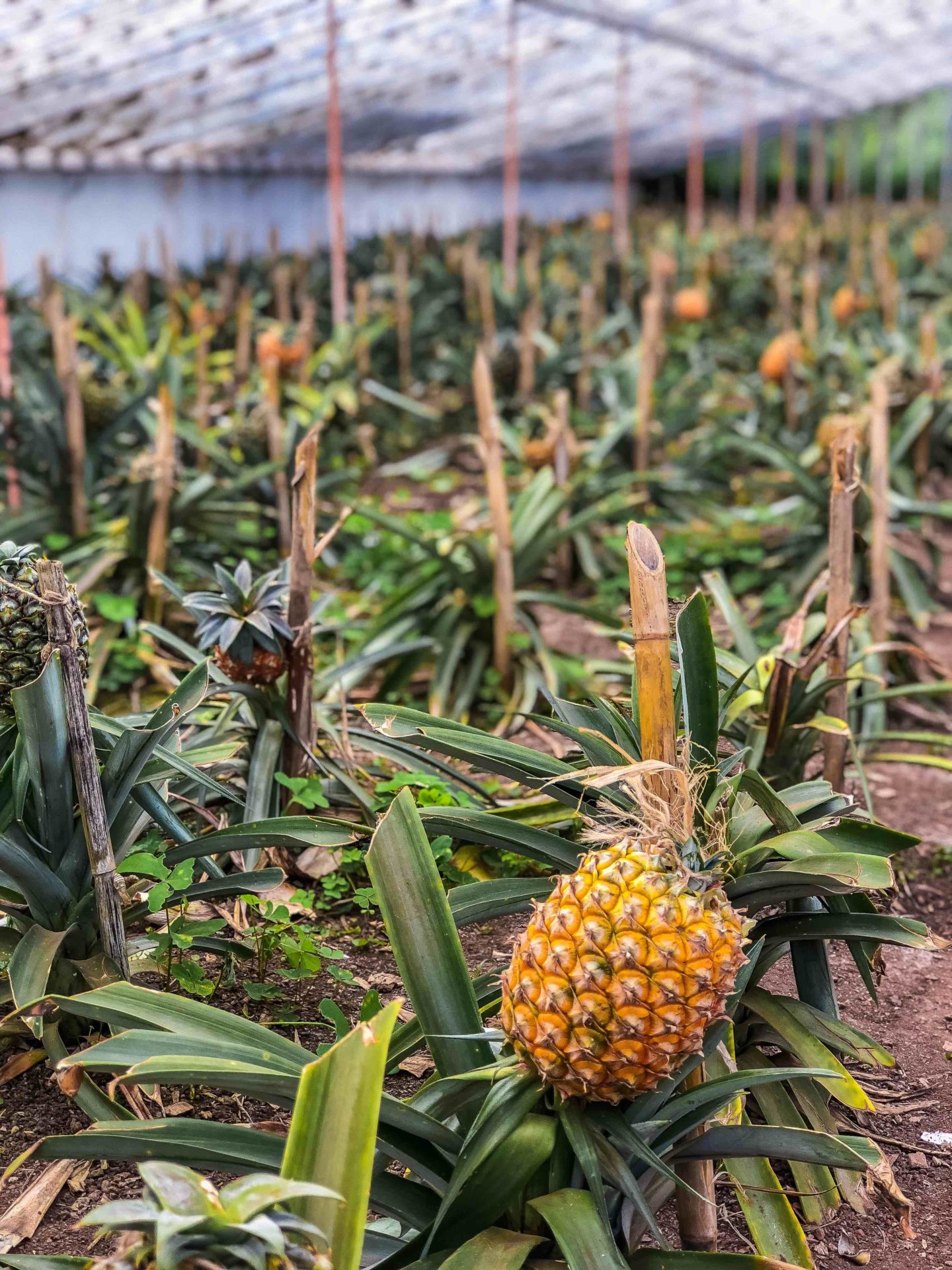 Ponta Delgada Travel Guide Pineapple plantation