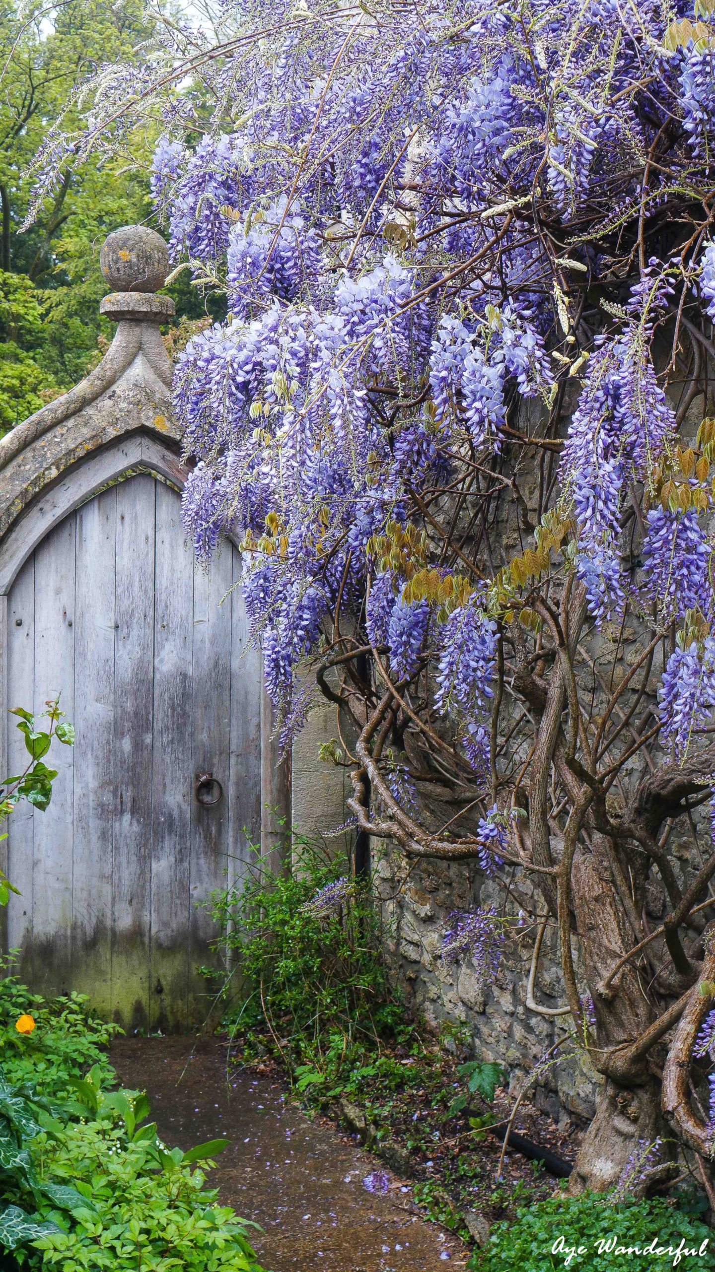 Wisteria Histeria in Castle Combe