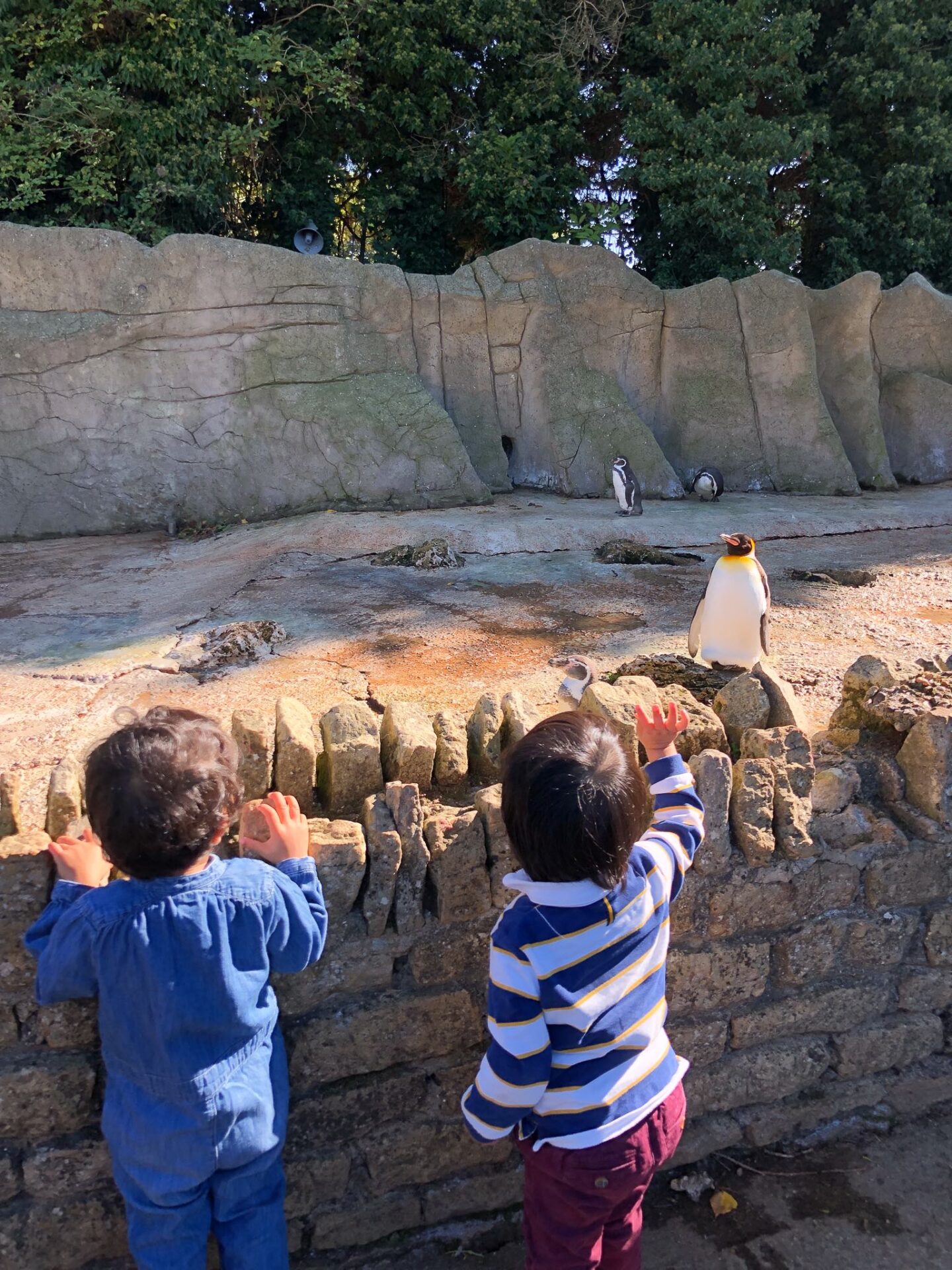 Penguins at Birdland Park