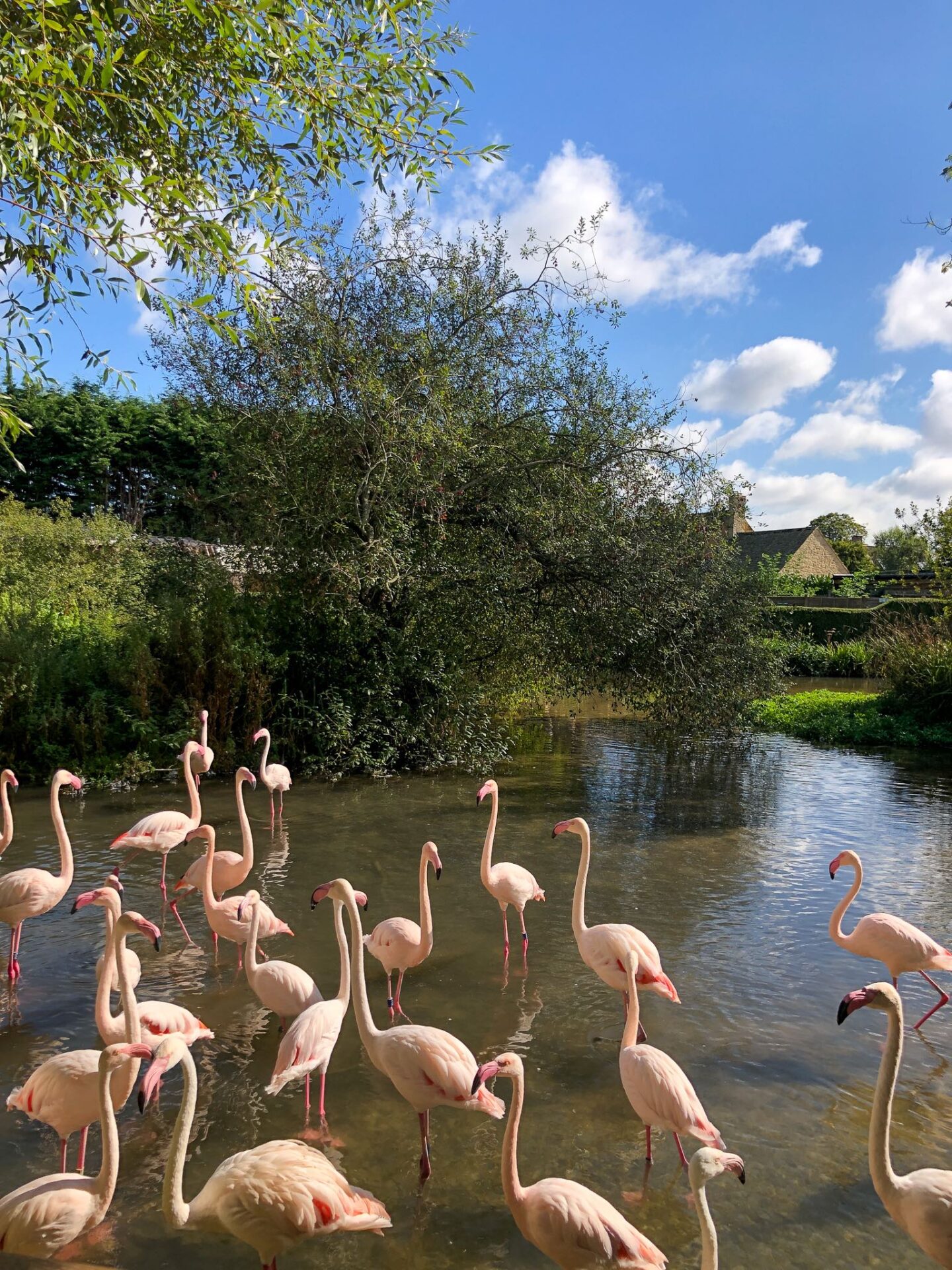 Flamingos at Birdland Park