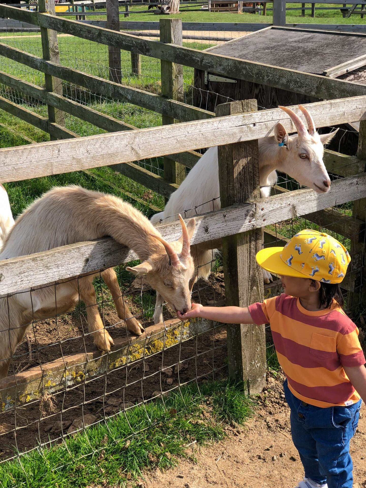 Animal feeding at Cotswold Farm Park