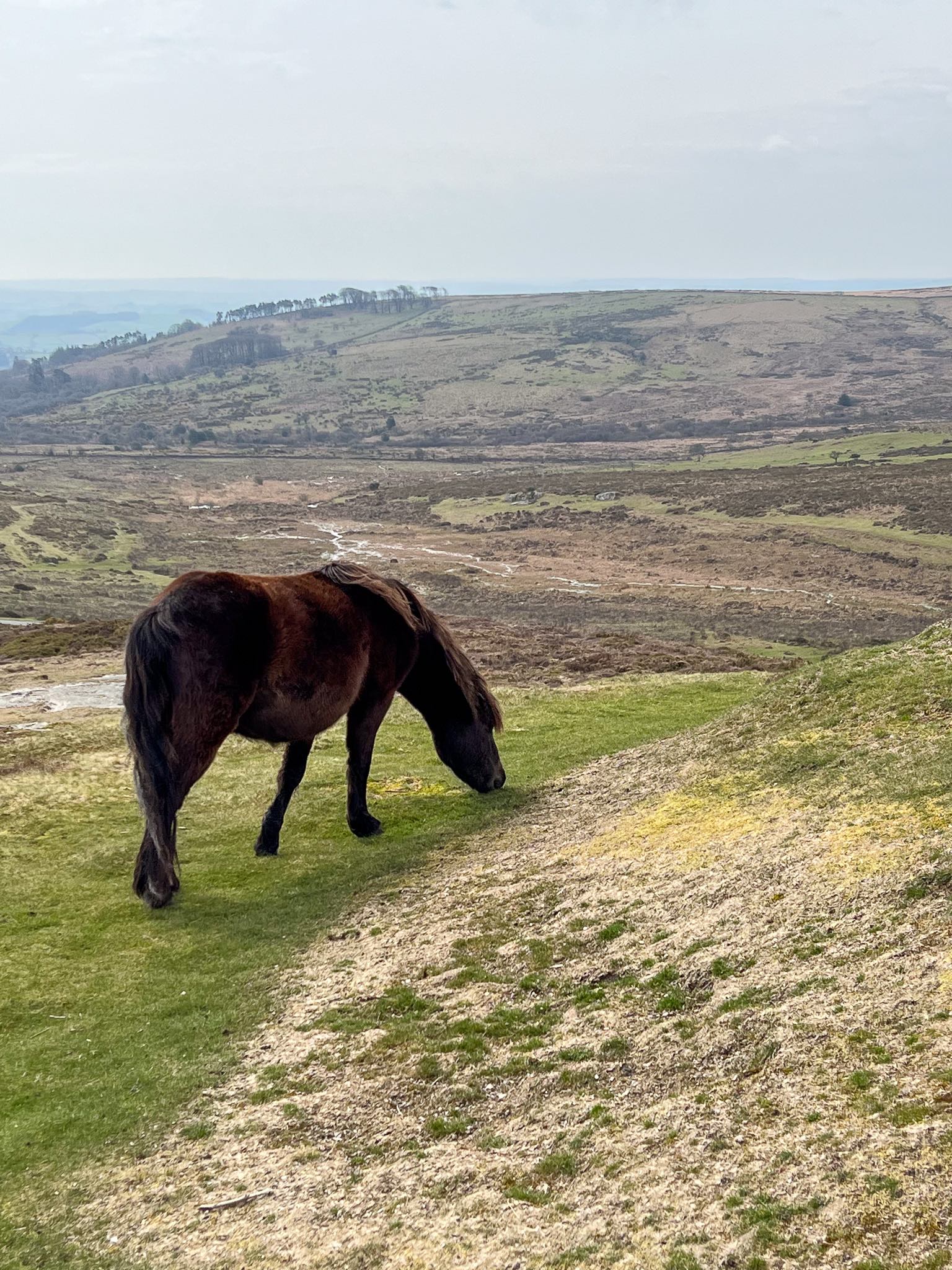 4 days in devon with kids haytor Dartmoor National Park