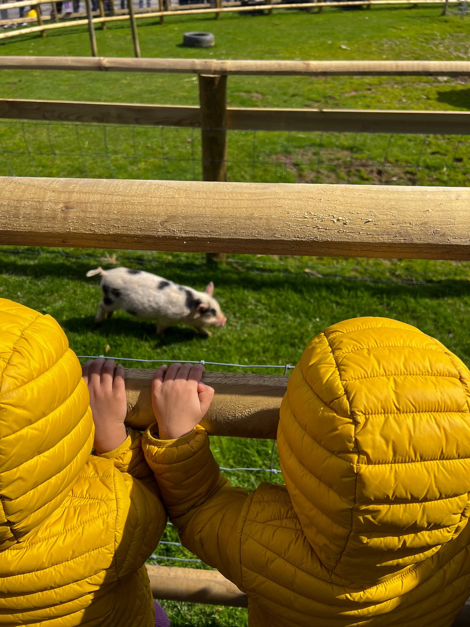 4 days in devon with kids pennywell farms